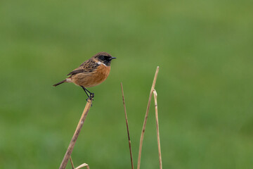 The European stonechat (Saxicola rubicola) is a small passerine bird that was formerly classed as a subspecies of the common stonechat.