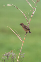 The European stonechat (Saxicola rubicola) is a small passerine bird that was formerly classed as a subspecies of the common stonechat.
