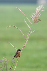 The European stonechat (Saxicola rubicola) is a small passerine bird that was formerly classed as a subspecies of the common stonechat.