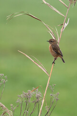 The European stonechat (Saxicola rubicola) is a small passerine bird that was formerly classed as a subspecies of the common stonechat.