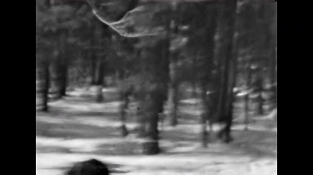 Fearless man skiing down snowy hill in woods, losing balance, falling. Funny winter sports history. Amateur skier practicing extreme trick. Active leisure. Old film. Archival retro. Vintage archive