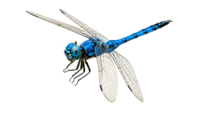 Isolated dragonfly close-up in vibrant blue color, wings open in mid-flight posture, no background