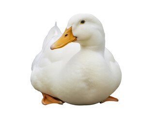 Isolated Peking duck resting, enjoying a break, domestic fowl, healthy eating, poultry