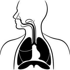 Human respiratory system anatomy with transparent background