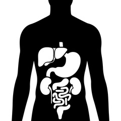 Human anatomy organs outline with transparent background