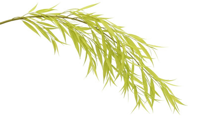 Isolated sprig of willow leaves, plant stems, spring foliage, natural element, cutout