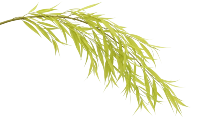 Isolated sprig of willow leaves, plant stems, spring foliage, natural element, cutout