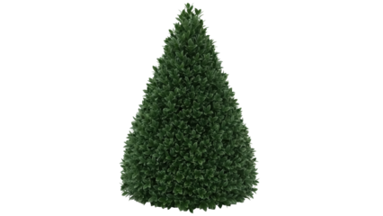 Isolated topiary cone bush, green shrub in shape of cone, landscaping decorative plant