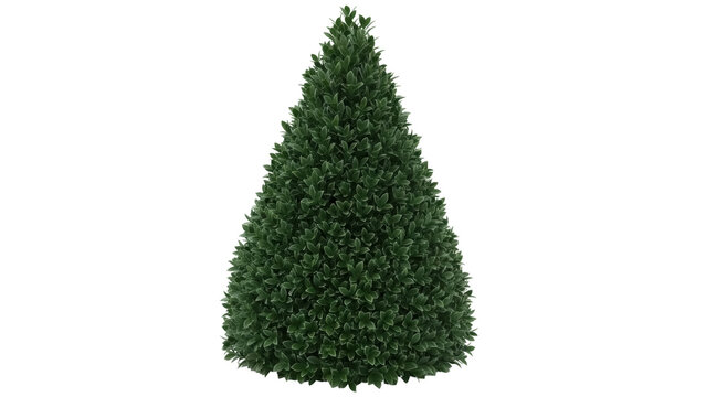 Isolated topiary cone bush, green shrub in shape of cone, landscaping decorative plant