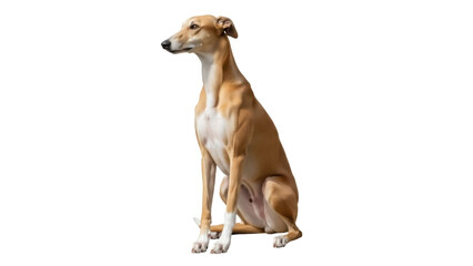 Isolated fawn and white Greyhound sitting elegantly, canine companion, sporting dog breed