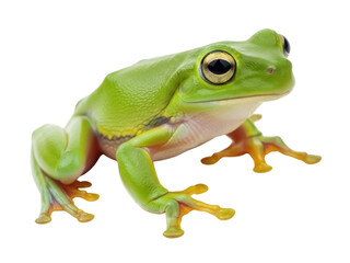 Isolated green frog on floor, amphibian, treefrog, tropical animal, exotic, slimy skin