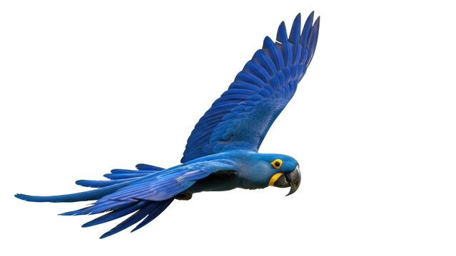 Isolated Hyacinth macaw in flight, blue parrot with wings spread showing vibrant plumage
