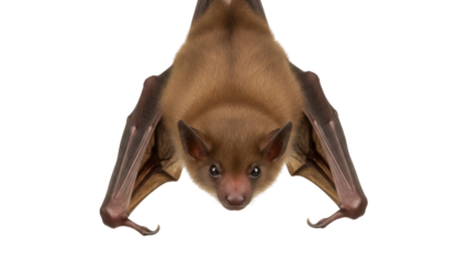 Isolated hanging bat close up with spread wings on display looking into the camera