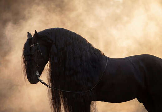 Profile of a majestic black Friesian horse with a long mane