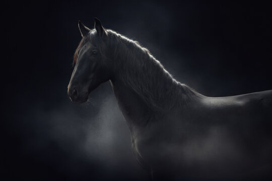 Black andalusian (PRE) horse,  by dramatic studio