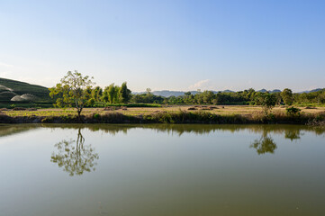 Scenic Green Tea Terraces at Choui Fong Plantation in Chiang Rai, Thailand
