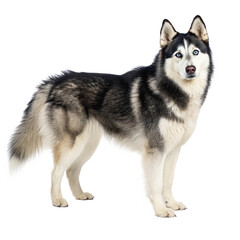 siberian husky dog