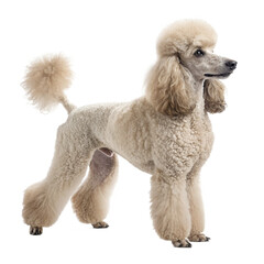 poodle sitting on a white background