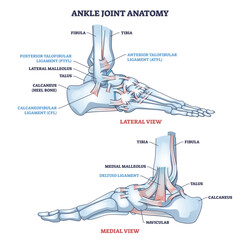 Ankle joint anatomy diagram shows how tibia, fibula and talus connect with key ligaments for stability, illustrated in lateral and medial views. Outline diagram