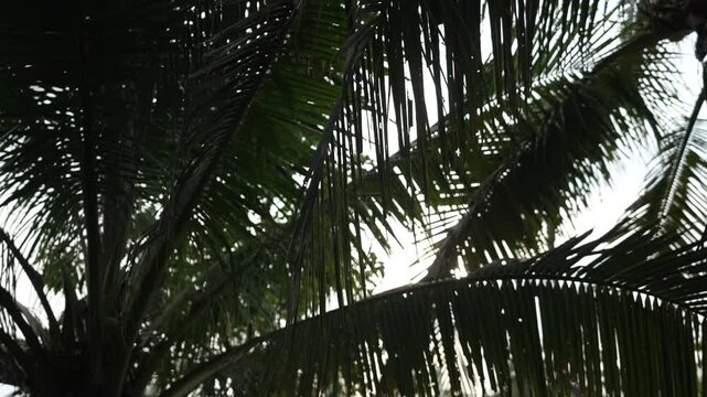 Slowmotion sunlight filtered through coconut palm leaves tropical scene Thailand natural lighting soft motion sway relaxing perspective warm serene outdoor travel destination local nature
