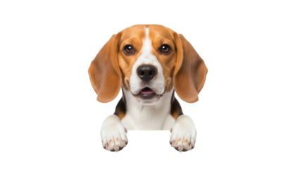 Isolated adorable Beagle dog head shot peering over imaginary surface looking at camera