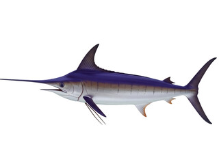 Isolated blue marlin fish, a large and streamlined apex predator known for its impressive size
