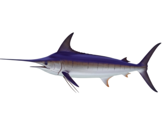Isolated blue marlin fish, a large and streamlined apex predator known for its impressive size