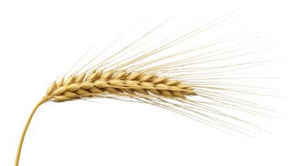 Isolated ripe golden barley ear swaying in field, ready for harvest, grain farming concept