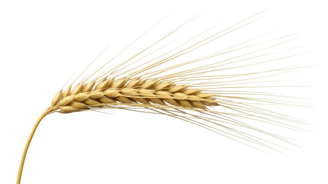 Isolated ripe golden barley ear swaying in field, ready for harvest, grain farming concept