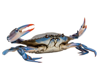 Isolated blue crab, sea animal with claws, swimming with legs extended, viewed from above