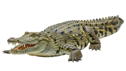 Isolated Crocodilian Reptile Alligator or Crocodile on Plain Background, Jaws Open