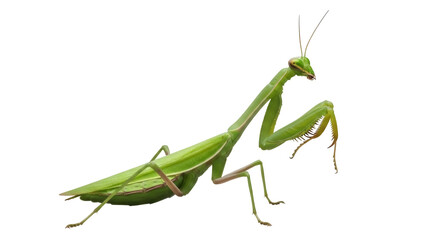 Isolated mantis insect green predator ready to strike with arms outstretched to catch prey