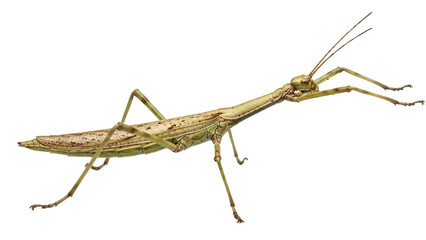 Isolated stick insect is a herbivorous insect that mimics a stick or leaf to avoid predators