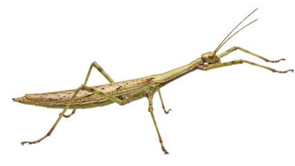 Isolated stick insect is a herbivorous insect that mimics a stick or leaf to avoid predators