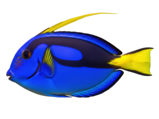 Isolated Regal Tang fish close-up, a bright blue saltwater fish with yellow tail and dorsal fin
