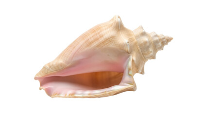 Isolated queen conch shell specimen with spiral and pointed spire, tropical marine gastropod