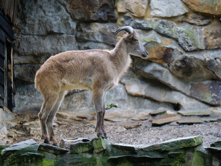 Naklejka premium Young Himalayan Tahr Standing On Mossy Rock Against Stone Wall