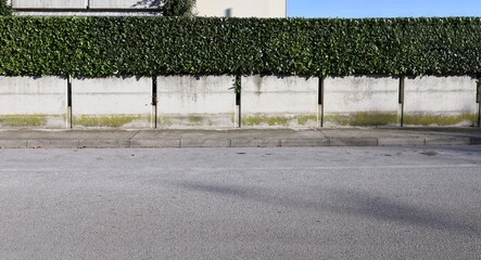 Concrete fence made of rectangles blocks with high hedge on top. House facade and sky on behind, cement sidewalk and street in front. Background for copy space.