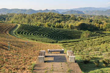 Scenic Green Tea Terraces at Choui Fong Plantation in Chiang Rai, Thailand