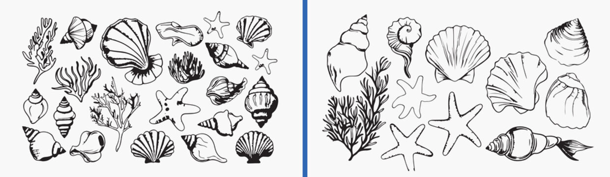 sea shell illustration vector, marine shell artwork, beach shell drawing, ocean shell illustration set, coastal shell vector pack, tropical sea shell sketch, marine life illustration, shell clipart co