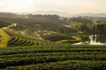 Scenic Green Tea Terraces at Choui Fong Plantation in Chiang Rai, Thailand