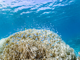 デバスズメダイ, Blue green damselfish, Chromis viridis, Blue green chromis,...