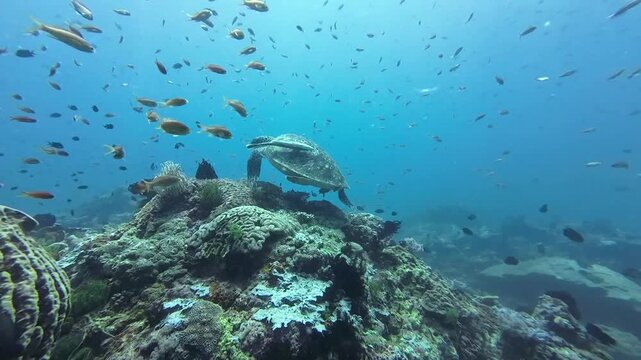 Sea turtle landing on the top of a coral reef among tropical fish. The turtle slowly descends and settles on the reef as tropical fish circle above in clear blue water.