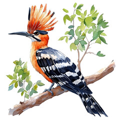 Watercolor vector illustration of Hoopoe, isolated on a white background. © deltrion