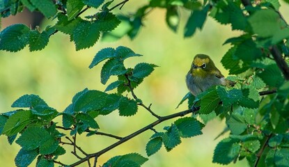 Bathing time for a Cape White-eye.