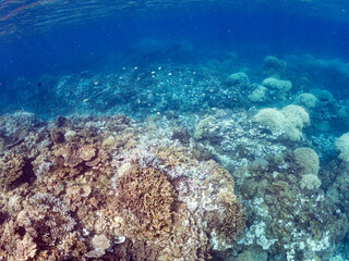 Fototapeta premium デバスズメダイ, Blue green damselfish, Chromis viridis, Blue green chromis, スズメダイ科, ミスジリュウキュウスズメダイ, Whitetail dascyllus, Dascyllus aruanus, スズメダイ科, 阿嘉島阿嘉ビーチ（真謝浜） 沖縄県島尻郡慶良間諸島-2025 沖縄本島から40km西方にある諸島。 大小30以上の島々