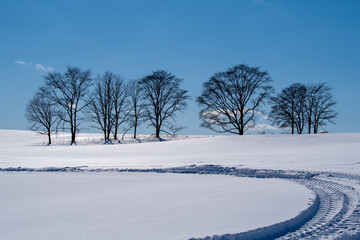 Obraz premium Winter trees and ruts lined up in the snowy field