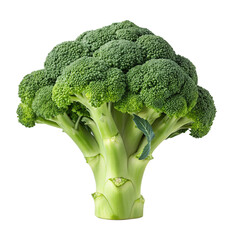 broccoli isolated on white
