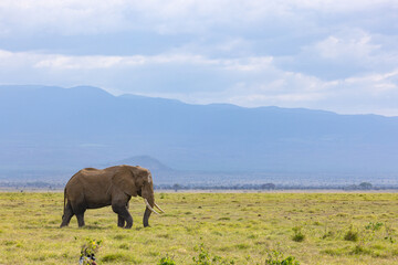 Obraz premium African Elephant roaming in the savannah of Amboseli National Park (Kenya)