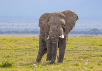 Obraz premium African Elephant roaming in the savannah of Amboseli National Park (Kenya)